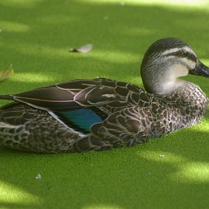 hybrid grey duck X mallard