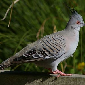 Australian crested pigeon (Ocyphaps lophotes)