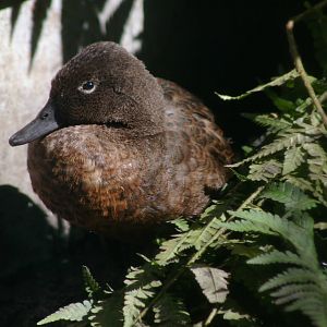 Campbell Island teal (Anas nesiotis)