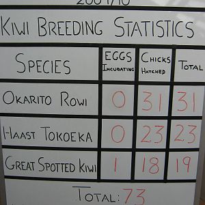 kiwi production sign