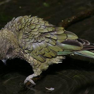 kea (Nestor notabilis)