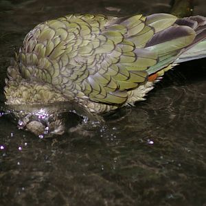 bathing kea (Nestor notabilis)