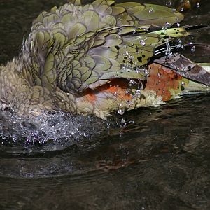 bathing kea (Nestor notabilis)
