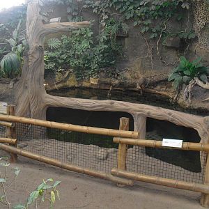 Elephants of the Asian Forest, Asian Arowana Probarbus fish- 16/02/2011