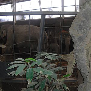 Elephants of the Asian Forest, Asian elephants - 16/02/2011