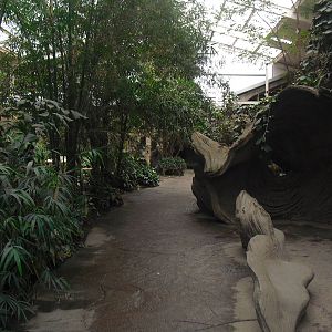 Elephants of the Asian Forest, Pathway - 16/02/2011