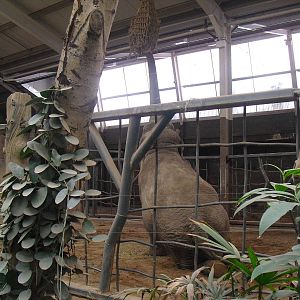 Elephants of the Asian Forest, Elephant feeding - 16/02/2011