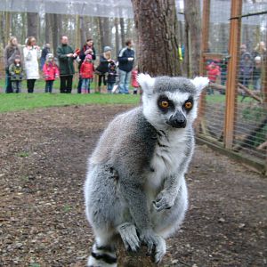 Ring Tailed Lemur