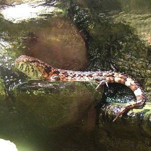 Chinese Crocodile Lizard
