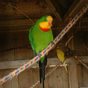 Barraband Parrot