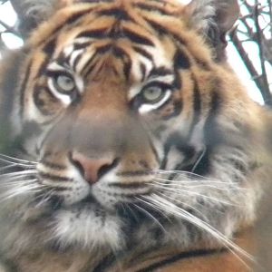 Sumatran Tiger Kirana at Chester Zoo 19th february 2011