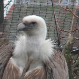 Griffon Vulture at Chester Zoo 19th February 2011