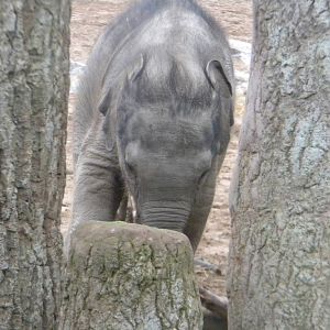 Baby Asian Elephant at Chester Zoo 19th February 2011