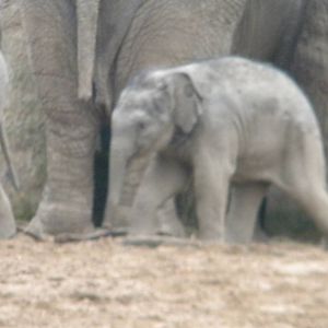 Asian Elephant calf at Chester Zoo 19th Feburary 2011