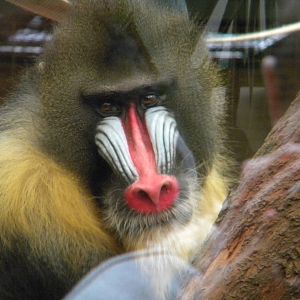 JC the Mandrill at Chester Zoo 19th February 2011
