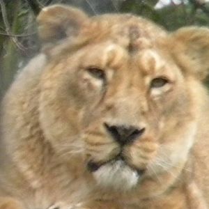 Asha the female Asiatic Lion at Chester Zoo 19th February 2011