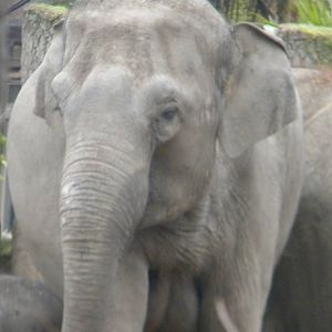 Asian Elephant at Chester Zoo 19th February 2011