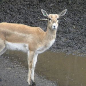 Blackbuck antelope at Chester Zoo 19th February 2011