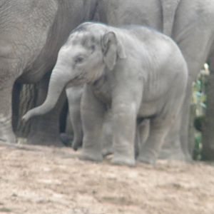 Baby Asian Elephant Nayan at Chester Zoo 19th february 2011
