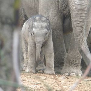 Baby Asian Elephant at Chester Zoo 19th February 2011