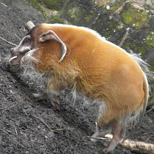 Red River Hog at Chester Zoo 19th February 2011