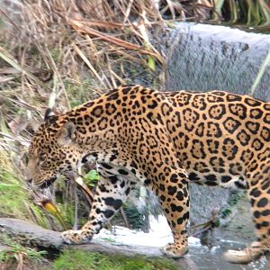 Jaguar at Chester Zoo 19th February 2011