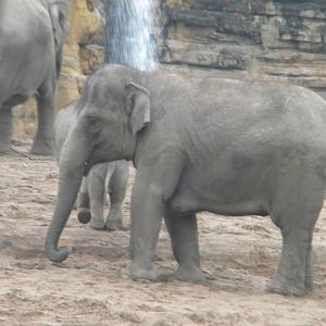 Asian Elephant at Chester Zoo 19th February 2011