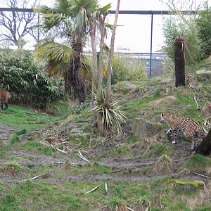 Coro and Benito the Jaguars at Chester Zoo 19th February 2011