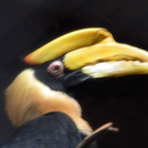 Great Indian Hornbill at Chester Zoo 19th February 2011