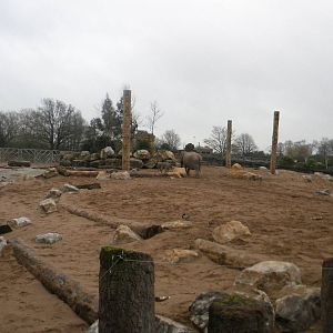 Asian Elephant Paddock at Chester Zoo 19th February 2011