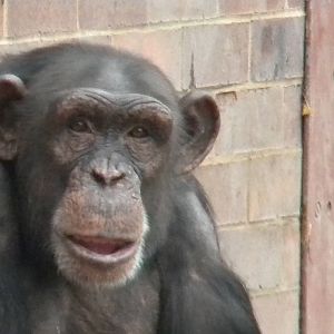 Chimpanzee at Chester Zoo 19th February 2011