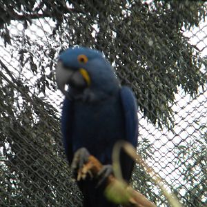 Hycanthic Macaw at Chester Zoo 19th February 2011