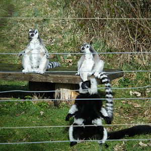 Lemurs in Lemur Woods