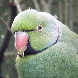 Echo Parakeet