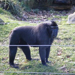 Sulawesi Crested Macaque