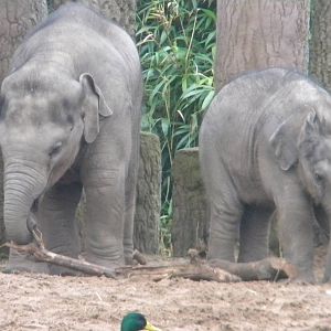 Baby Asian Elephants Nayan and Jamilah at Chester Zoo 19th February 2011