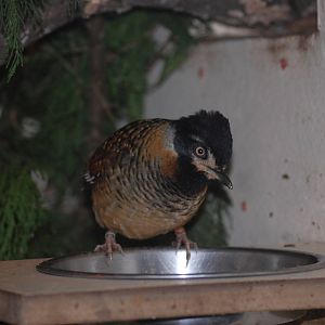 Spotted Laughing Thrush