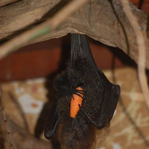 Rodrigues Fruit Bat