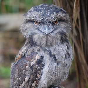 Tawny Frogmouth