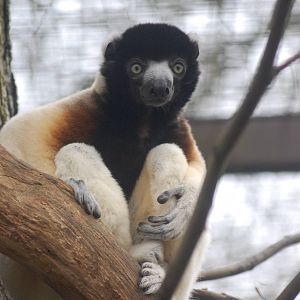 Crowned Sifaka