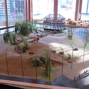 Future Lion Enclosure