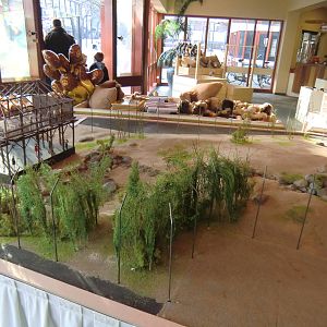 Future Lion Enclosure