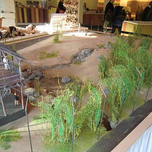 Future Lion Enclosure