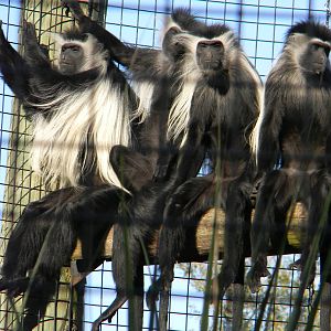 Angolan Colobus Monkey