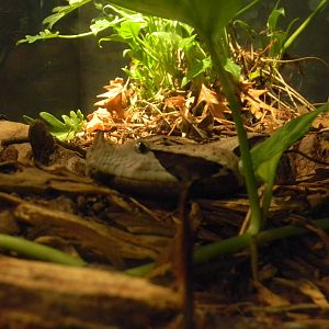 Gabon Viper