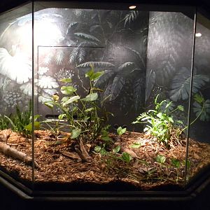 Gabon Viper exhibit