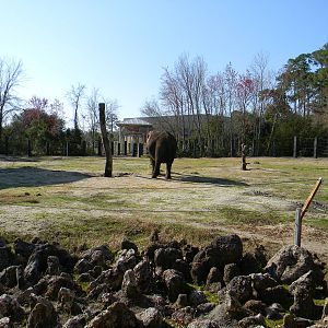 Elephant Exhibit