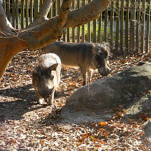Warthog Pair