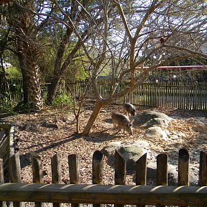 Warthog exhibit