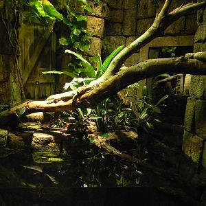 Camain Lizard exhibit
